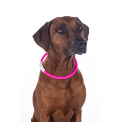 Collier lumineux pour chiens LED HKM