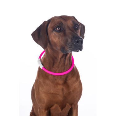 Collier lumineux pour chiens LED HKM Collier lumineux pour chiens LED HKM