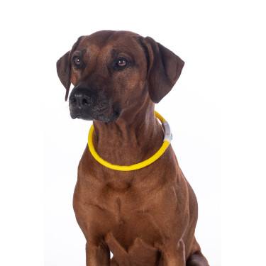 Collier lumineux pour chiens LED HKM Jaune
