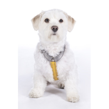 Harnais pour chien Anam Cara Basic nylon HKM Harnais pour chien Anam Cara Basic nylon HKM
