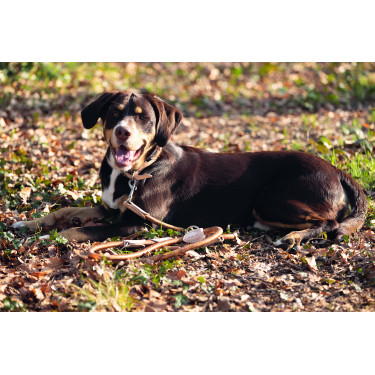 Laisse de dressage pour chien Anam Cara corde HKM Laisse de dressage pour chien Anam Cara corde HKM