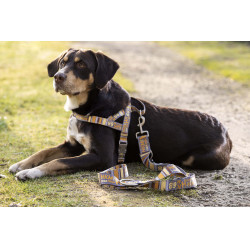 Laisse de dressage pour chiens Anam Cara imprimé HKM Taupe / doré jaune Gris Laisse de dressage pour chiens Anam Cara imprimé HKM Taupe / doré jaune Gris