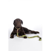 Laisse de dressage pour chiens Qooper nylon HKM Pistache