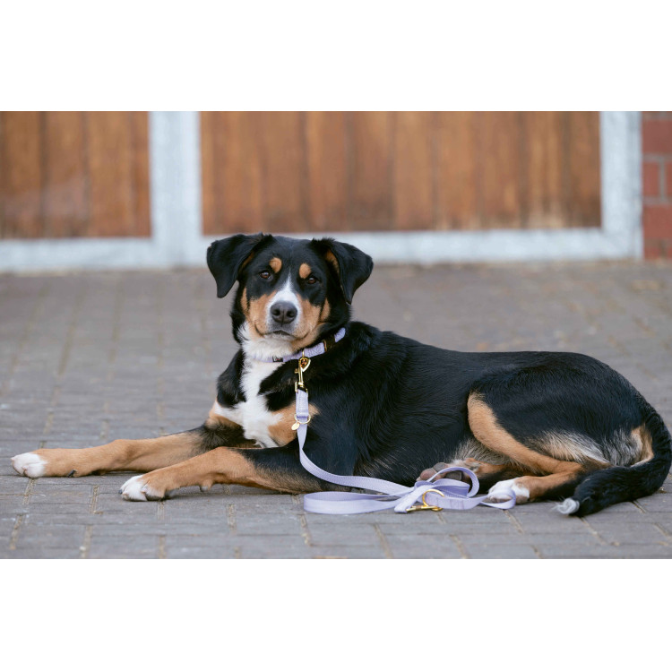 Laisse de dressage pour chiens Qooper nylon HKM Laisse de dressage pour chiens Qooper nylon HKM