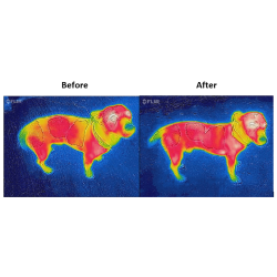 Couverture pour chien Bucas Therapy 0g Marine / orange Bleu