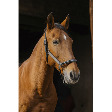 Licol nylon Equithème Domino Licol nylon Equithème Domino