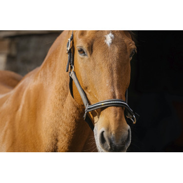 Licol nylon Equithème Domino Licol nylon Equithème Domino