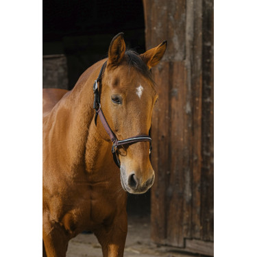 Licol nylon Equithème Domino Licol nylon Equithème Domino