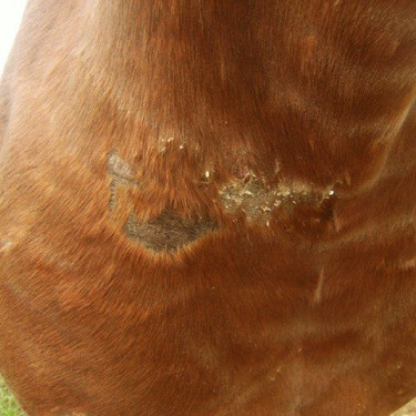 Régénérant Animaderm Cutene Régénérant Animaderm Cutene