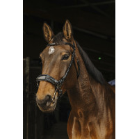 Bridon Norton Pro Hackamore Noir