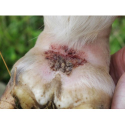 Shampooing Animaderm Tea Tree