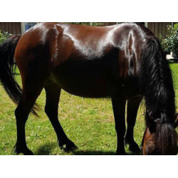 Shampooing Animaderm Tea Tree