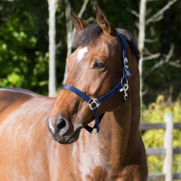 Licol Basic Horze Bleu foncé Licol Basic Horze Bleu foncé