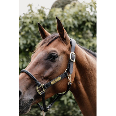 Licol Anatomique Cuir Kentucky Licol Anatomique Cuir Kentucky