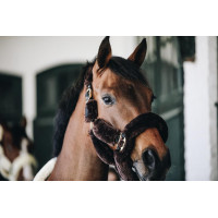 Licol de transport mouton Kentucky Marron Licol de transport mouton Kentucky Marron