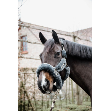 Licol de transport mouton Kentucky Gris