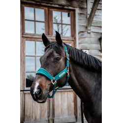 Licol Velvet Kentucky Emeraude Vert