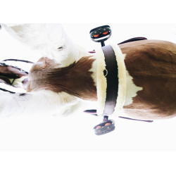 Sangle mouton Kentucky Marron