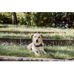 Collier pour chien Plaited Nylon Kentucky Bleu marine Collier pour chien Plaited Nylon Kentucky Bleu marine