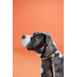 Collier pour chien Plaited Nylon Kentucky Beige Collier pour chien Plaited Nylon Kentucky Beige