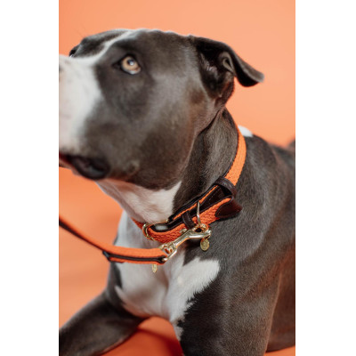 Collier pour chien Plaited Nylon Kentucky Orange