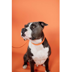 Collier pour chien Plaited Nylon Kentucky Orange Collier pour chien Plaited Nylon Kentucky Orange