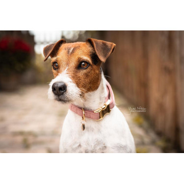 Collier pour chien Velvet Kentucky Collier pour chien Velvet Kentucky