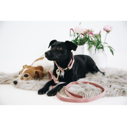 Collier pour chien Velvet Kentucky Vieux rose Collier pour chien Velvet Kentucky Vieux rose