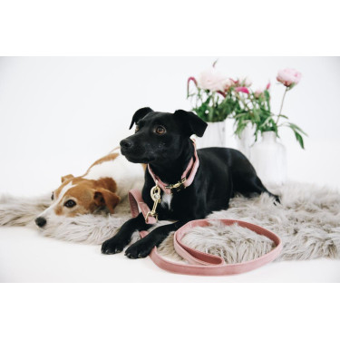 Collier pour chien Velvet Kentucky Collier pour chien Velvet Kentucky