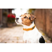 Collier pour chien Velvet Kentucky Moutarde