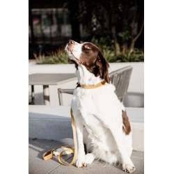 Collier pour chien Velvet Kentucky Moutarde Jaune Collier pour chien Velvet Kentucky Moutarde Jaune