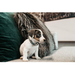 Collier pour chien Velvet Kentucky Bleu clair Collier pour chien Velvet Kentucky Bleu clair