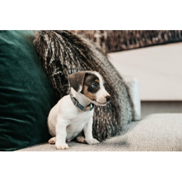 Collier pour chien Velvet Kentucky Bleu clair Collier pour chien Velvet Kentucky Bleu clair