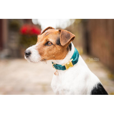 Collier pour chien Velvet Kentucky Emeraude Vert