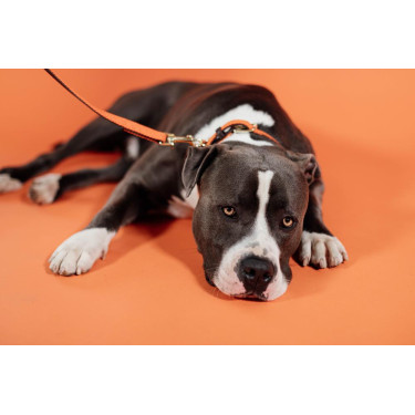 Laisse pour chien Plaited Nylon 120 cm Kentucky Laisse pour chien Plaited Nylon 120 cm Kentucky