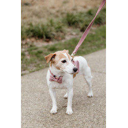 Laisse pour chien Velvet 120 cm Kentucky