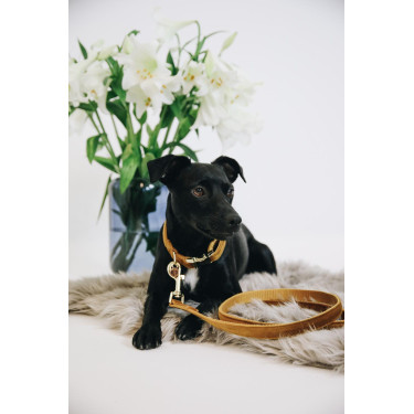 Laisse pour chien Velvet 120 cm Kentucky Laisse pour chien Velvet 120 cm Kentucky