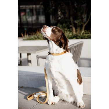 Laisse pour chien Velvet 120 cm Kentucky Laisse pour chien Velvet 120 cm Kentucky