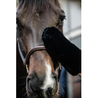 Gant de pansage mouton Kentucky Noir