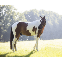 Jouet Relaxant Alvin Kentucky White/brown