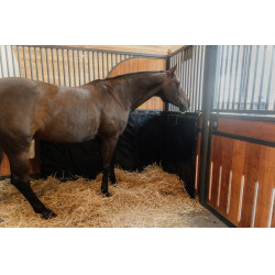 Kick Pad Kentucky Noir