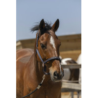 Licol Norton Zari Bleu marine Licol Norton Zari Bleu marine