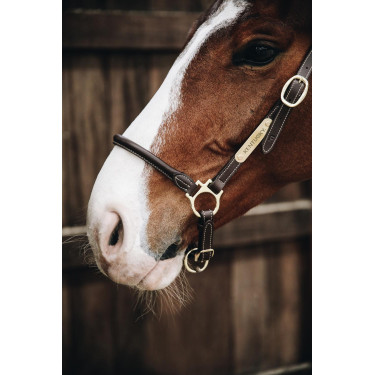Licol de Pansage en cuir Kentucky Licol de Pansage en cuir Kentucky