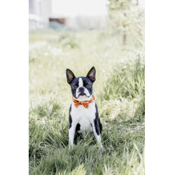 Noeud Papillon Velvet Kentucky Orange Noeud Papillon Velvet Kentucky Orange