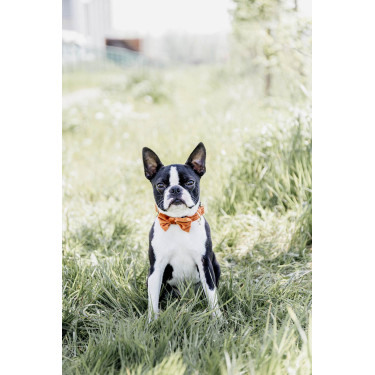 Noeud Papillon Velvet Kentucky Noeud Papillon Velvet Kentucky