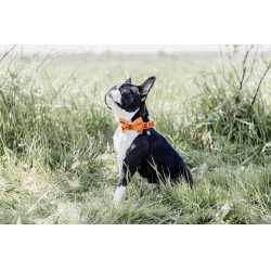 Noeud Papillon Velvet Kentucky Orange Noeud Papillon Velvet Kentucky Orange