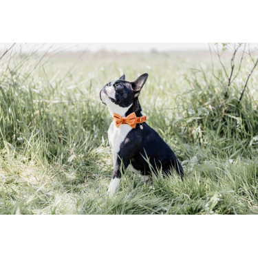 Noeud Papillon Velvet Kentucky Noeud Papillon Velvet Kentucky