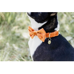 Noeud Papillon Velvet Kentucky Orange Noeud Papillon Velvet Kentucky Orange