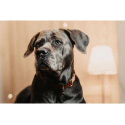 Collier pour chien Corduroy Kentucky Bordeaux