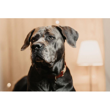 Collier pour chien Corduroy Kentucky Collier pour chien Corduroy Kentucky